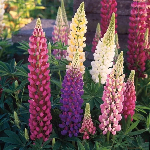 25 Mixed Lupine Seeds | Colorful Perennial Flowers | Lupinus polyphyllus | Hardy, Easy to Grow, Attracts Pollinators