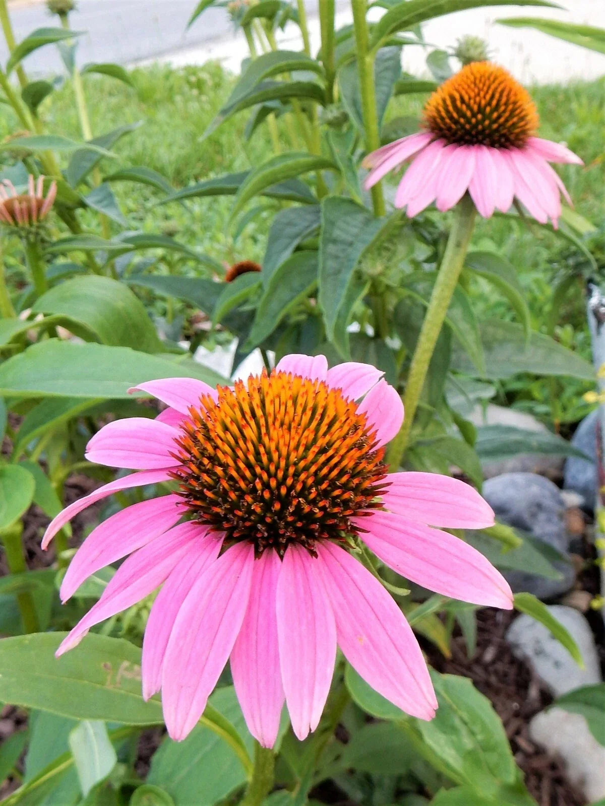 Echinacea Purpurea Coneflower Plants - 10 Pack - Vibrant Purple Perennial - Attracts Pollinators, Hardy Garden Plant