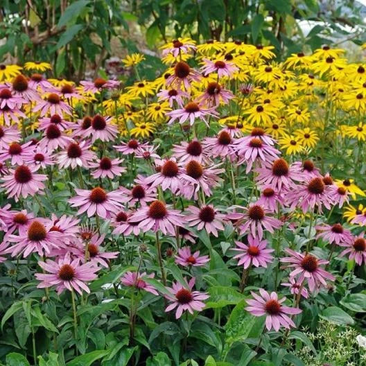 Purple Coneflower Seeds - 50 Echinacea purpurea Perennial Flower Seeds for Garden, Landscaping, Pollinator Attracting