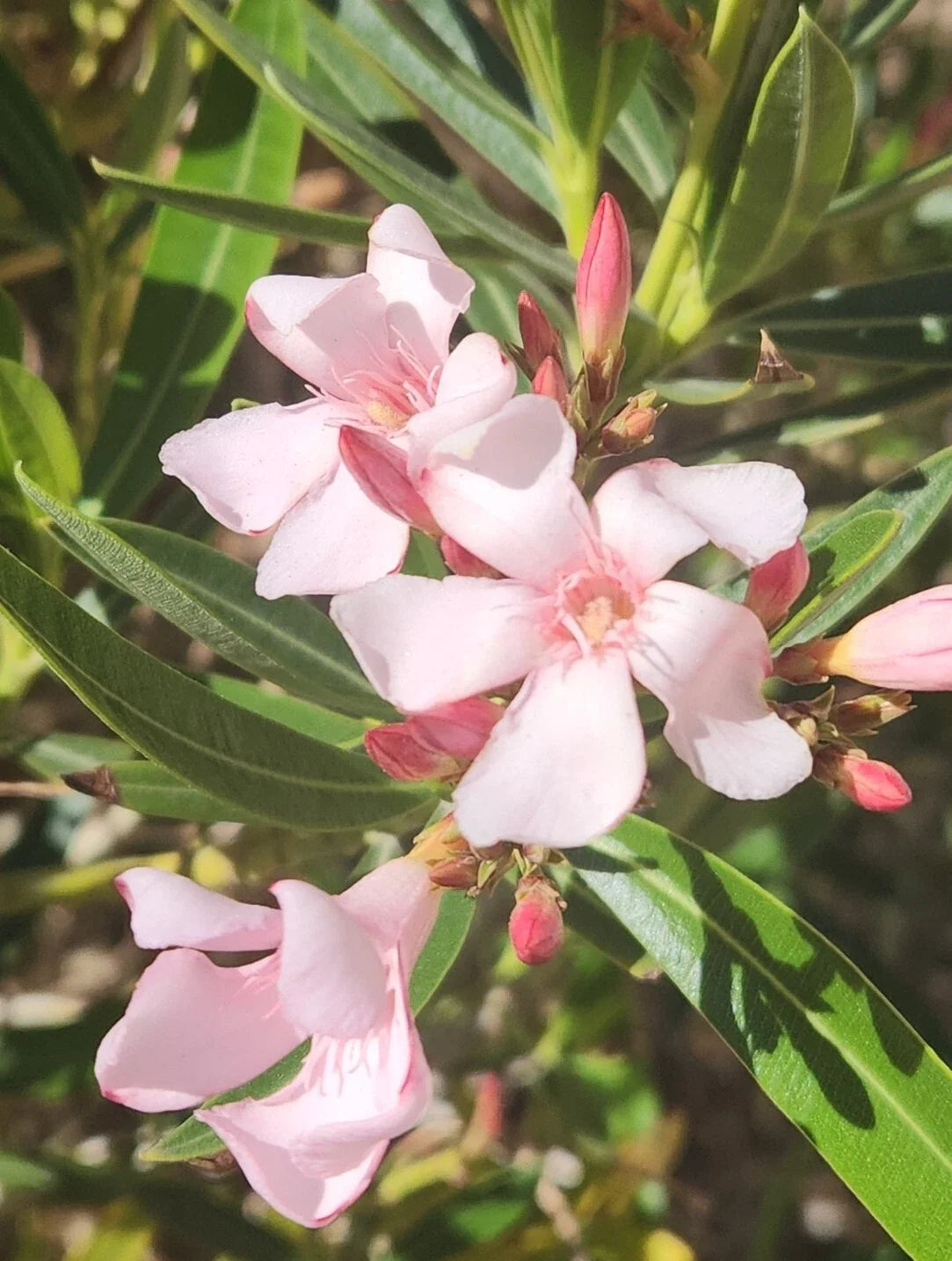 Pink Oleander Seeds - 60 Premium Seeds for Garden - Nerium Oleander - Drought-Tolerant Exotic Plant for Landscape and Containers
