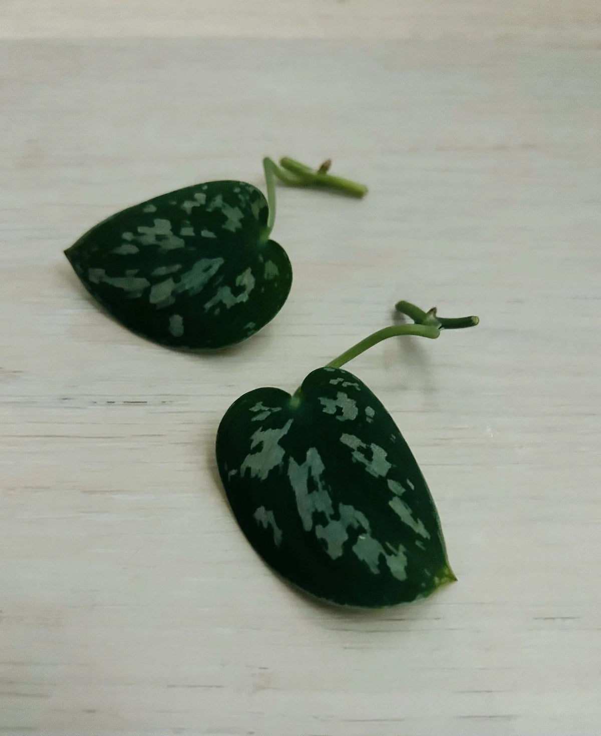 Rooted Satin Pothos Cuttings | Scindapsus pictus | Live Plant Nodes for Propagation | Indoor Houseplant
