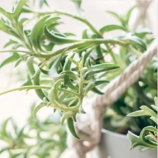 Rooted String of Dolphins Succulent Plant | Senecio Peregrinus | Unique Dolphin-shaped Leaves | Ideal for Indoor/Outdoor Gardening