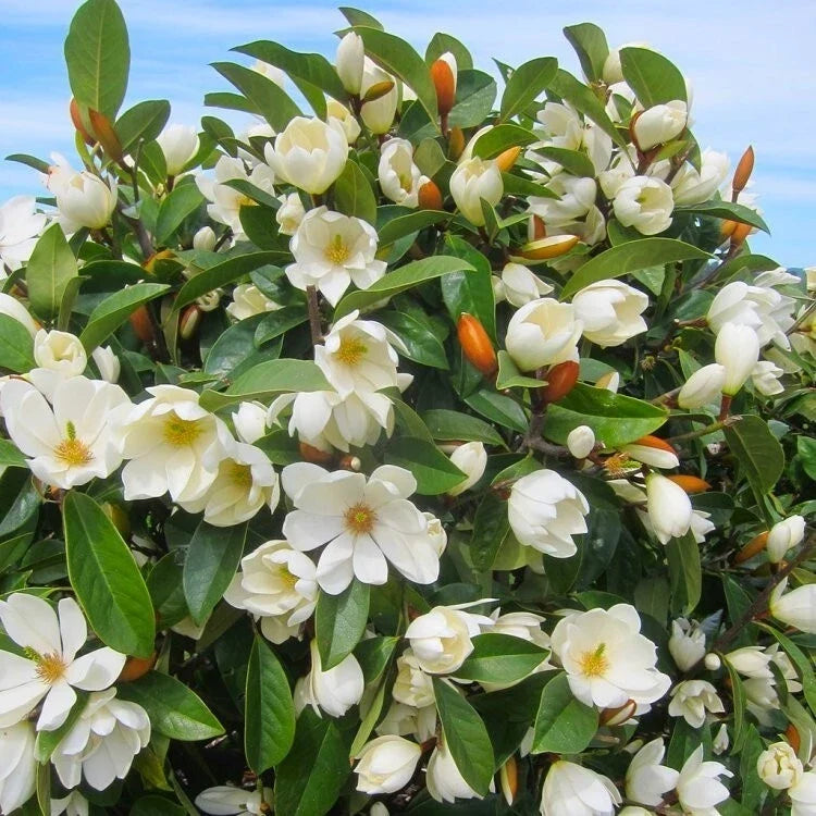 Michelia doltsopa Magnolia Tree | 3-Gallon Pot | Fairy Cream | Fragrant Blooms | Well-Rooted, Low Maintenance Garden Plant
