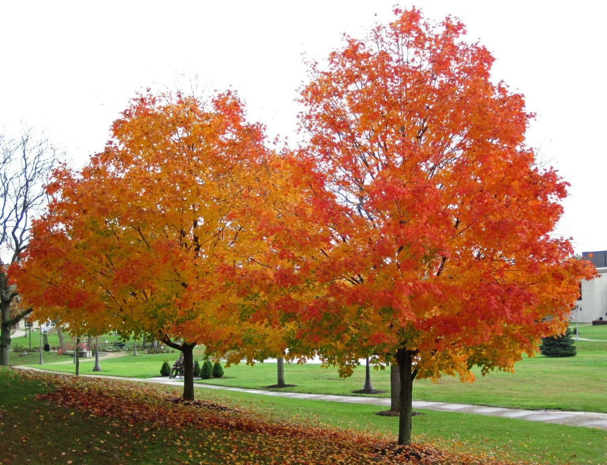 Sugar Maple Seeds - 20 Count - Acer saccharum Southern - Ideal for Planting, Vibrant Fall Colors, Shade Tree, Landscaping
