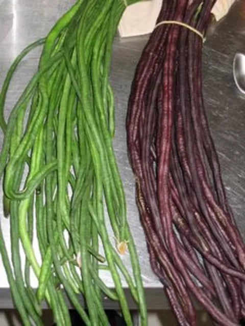 Yard Long Bean Seeds - 15+ Green/Red Asian Noodle Beans - Vigna unguiculata subsp. sesquipedalis - Non-GMO, High-Yield Variety