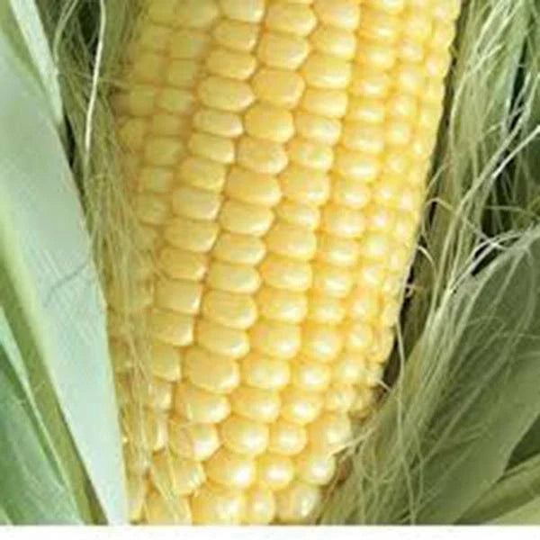 Golden Bantam Sweet Corn Seeds, Heirloom Non-GMO, 50+ Seeds, Zea mays - Sweet Golden Kernels for Home Gardens and Canning