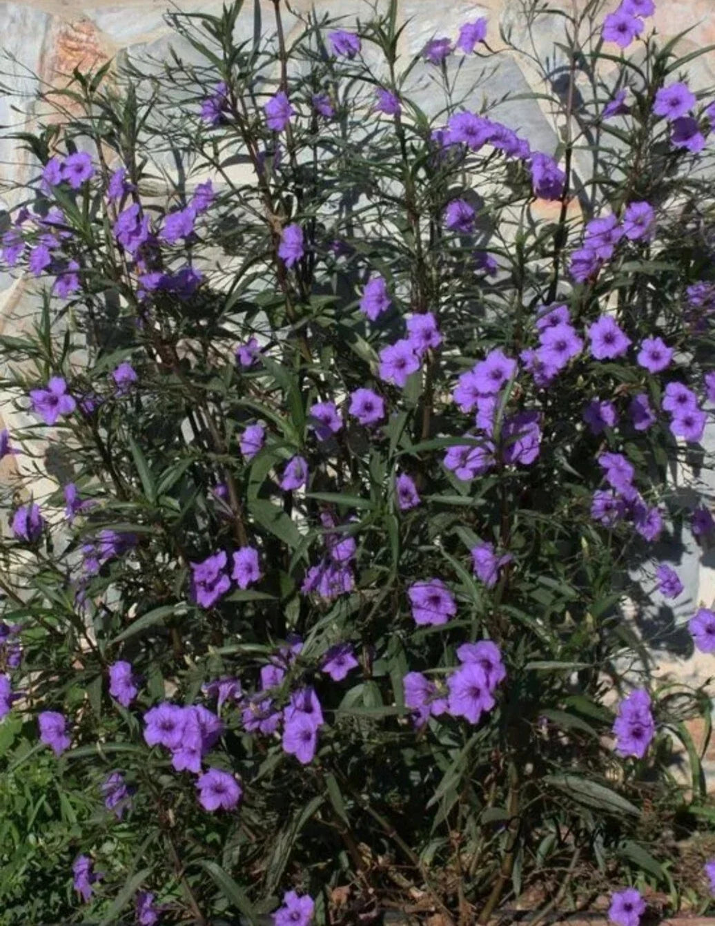 Mexican Petunia Plants - 3 Bare Root Live Plants - Purple Ruellia Tuberosa - Rare & Exotic Perennial Flowers