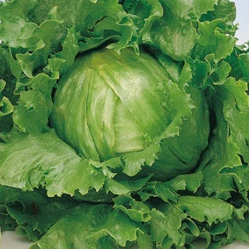 Great Lakes 659 Lettuce Seeds 4g Non-GMO Heirloom Lactuca sativa for Home Gardening, Fast Germination, Easy to Grow