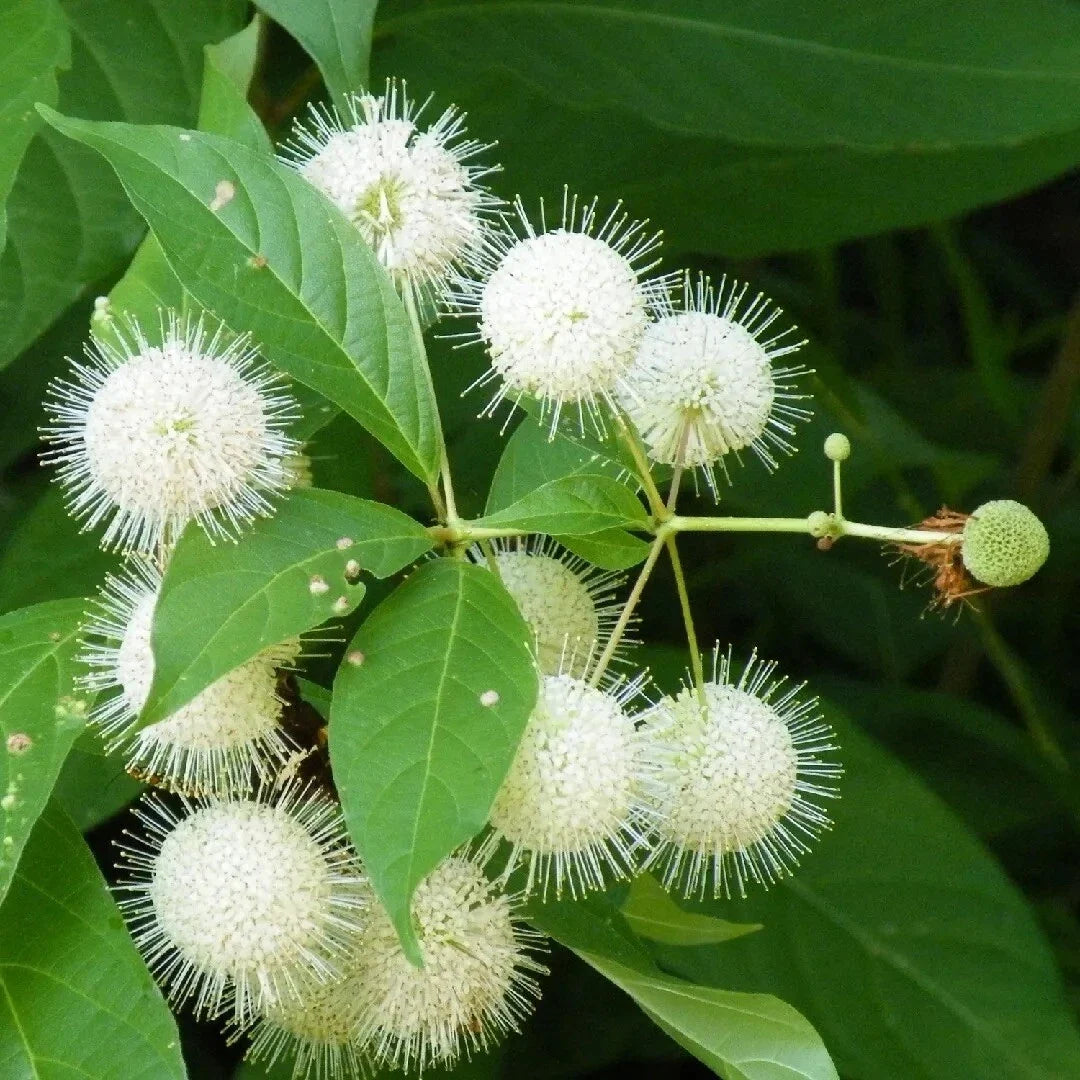 Buttonbush Seeds 30 Pack - Common Variety - Cephalanthus occidentalis - Native Shrub for Pollinators and Wetland Gardens