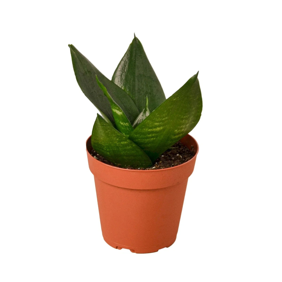 Snake Plant Jade - 4" Pot - Sansevieria trifasciata 'Jade' - Indoor Air Purifying Houseplant - Low Maintenance Decor