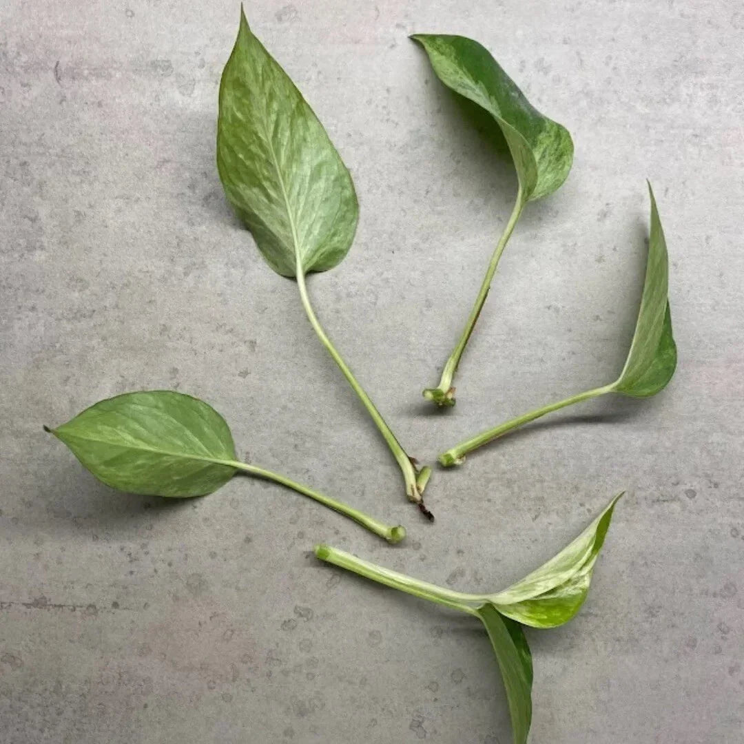 Marble Queen Pothos Cuttings - 4 No Roots in Sphagnum Moss - Epipremnum aureum 'Marble Queen' - Easy Care Indoor Plant