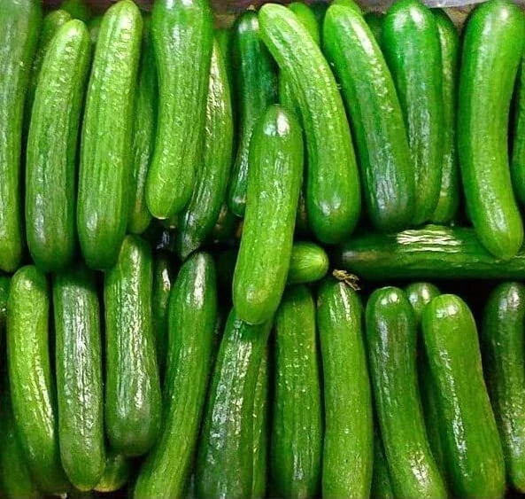 Persian Beit Alpha Cucumber Seeds - 40+ Heirloom Non-GMO Organic Seeds - Cucumis sativus - Lebanese Variety for Home Gardening