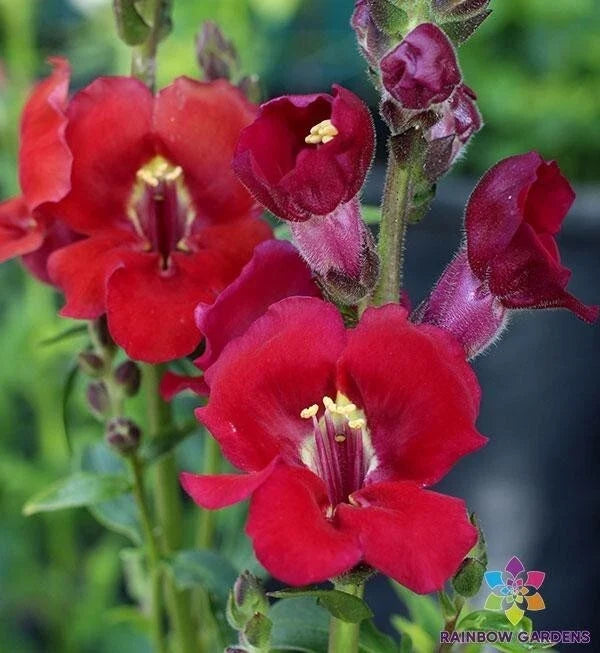 Chantilly Velvet Snapdragon Seeds - 1000+ Seeds - Antirrhinum majus - USA Grown, Attracts Pollinators, Easy to Grow