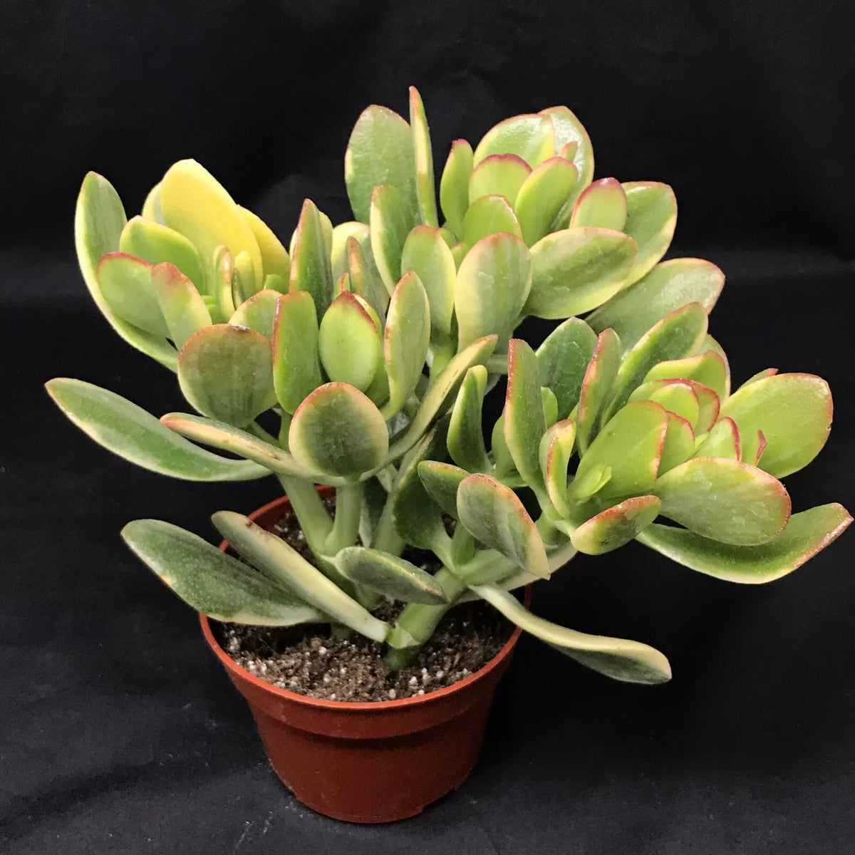 Jade Lemon Lime Plant Starters, 4-6 Inches, Rooted, Crassula ovata 'Lemon & Lime', Indoor/Outdoor Gardening