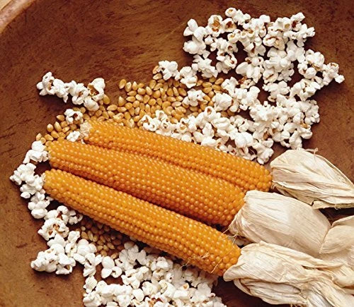 Snow Puff Popcorn Seeds - 25+ Heirloom Seeds - Zea mays everta - USA Grown - Non-GMO - Fluffy Texture - Ideal for Home Gardening