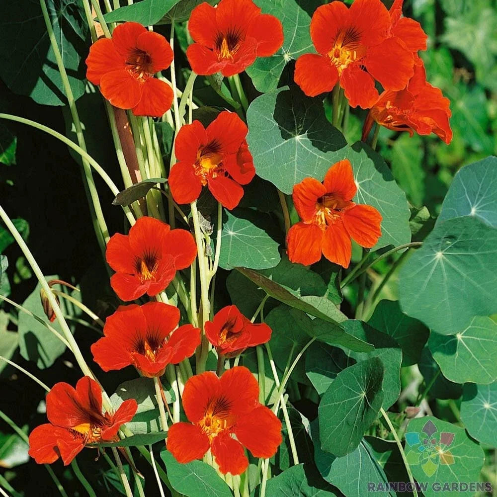 Spitfire Nasturtium Seeds - 50+ Pack - Fiery Red & Orange - Tropaeolum majus - USA Grown for Garden Planting