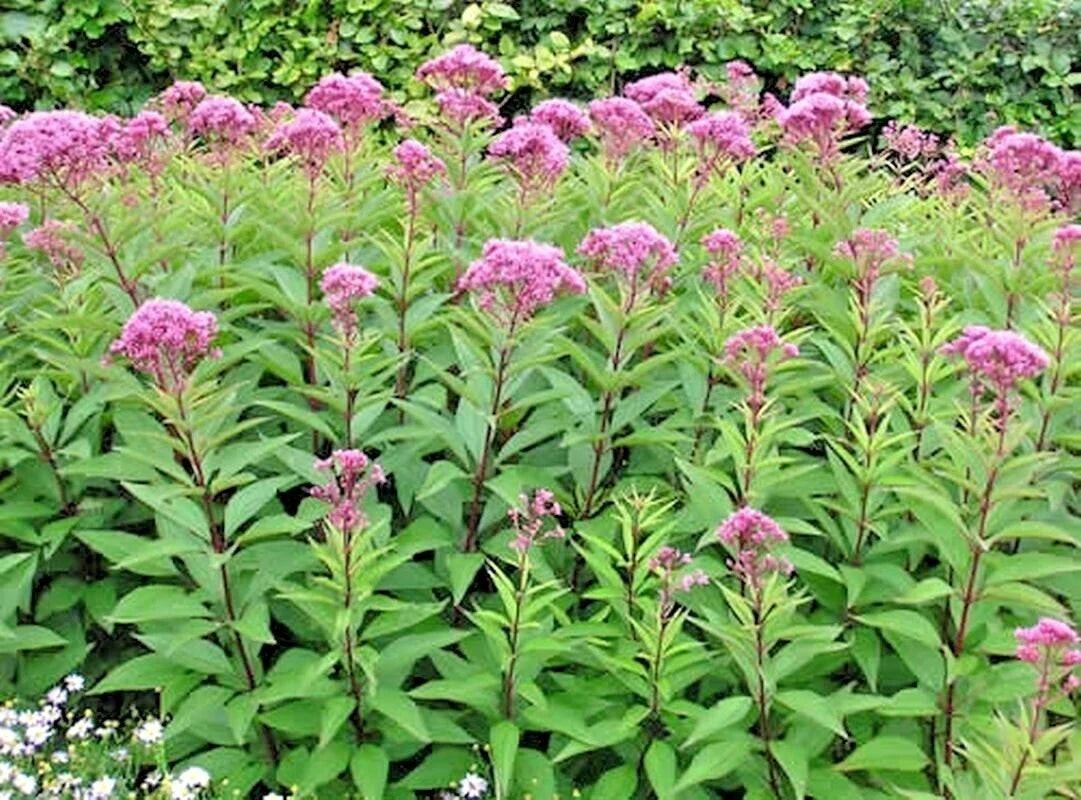Joe Pye Weed Seeds - 200+ Native Wildflower Seeds - Eupatorium purpureum - Heat & Cold Tolerant Garden Flowers