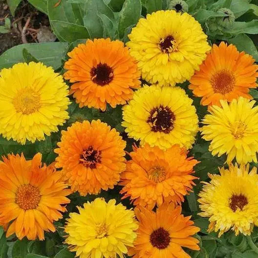 Calendula Seeds 100 Count | Pacific Beauty Mix Marigold | Edible Heirloom Flowers | Calendula officinalis