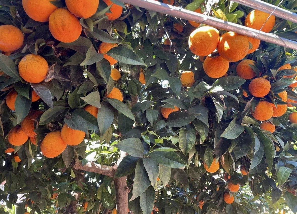 Orange Tree Cuttings - Fresh Rooting/Grafting - Citrus sinensis - Healthy Plant Propagation for Home Gardens