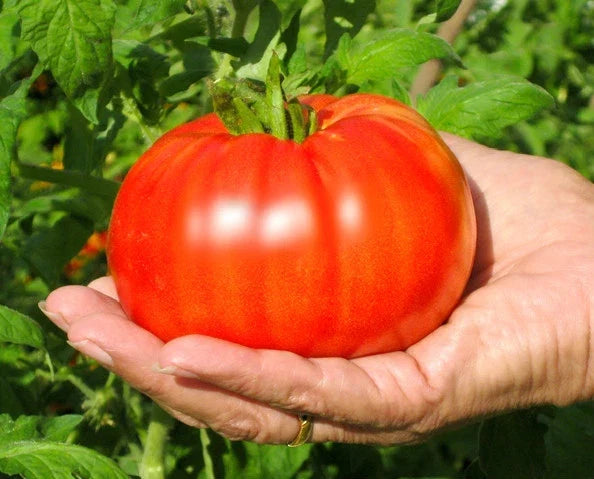 Bulk Beefsteak Tomato Seeds - 200 Count - Large Solid Variety for Slicing - Solanum lycopersicum - Non-GMO Gardening Seeds