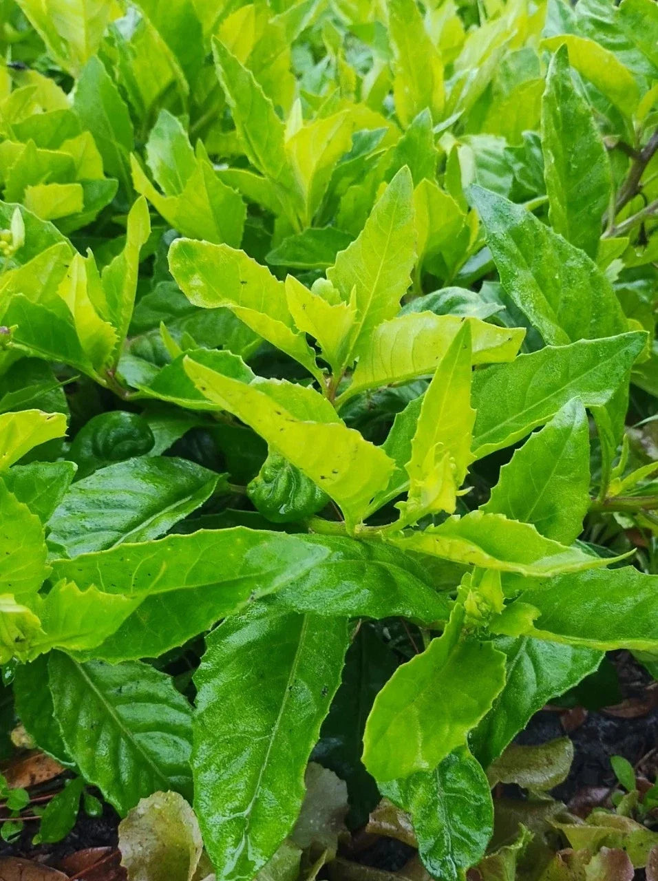 Longevity Spinach Cuttings - 4 Gynura Procumbens - Nutrient-Rich Plant Cuttings for Easy Home Gardening