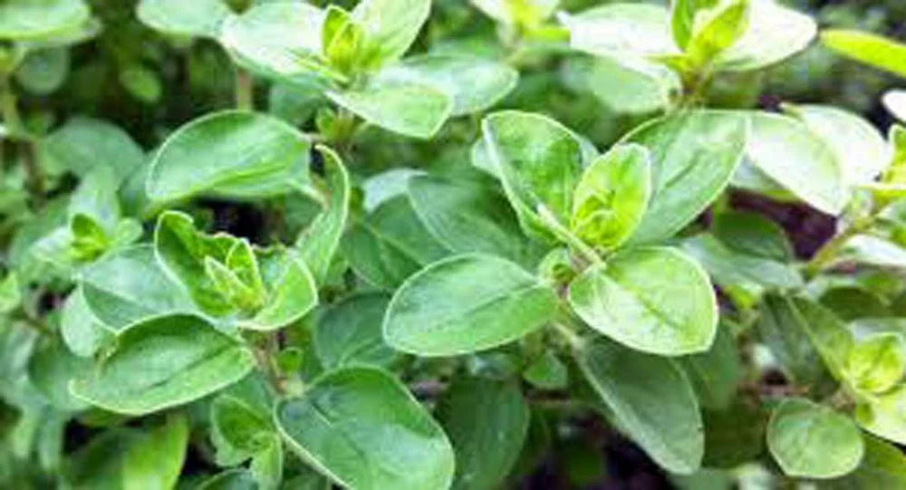 Sweet Marjoram Seeds 500 Count Heirloom NON-GMO Culinary Herb Origanum majorana