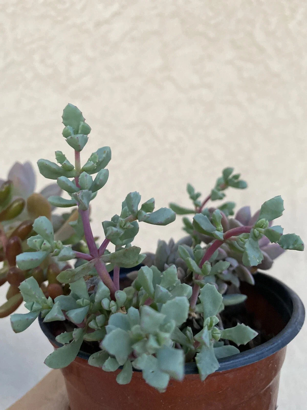 Live Rooted Succulent in 2" Pot - Pink Ice Plant, Delosperma cooperi, Drought-Tolerant, Low Maintenance Houseplant