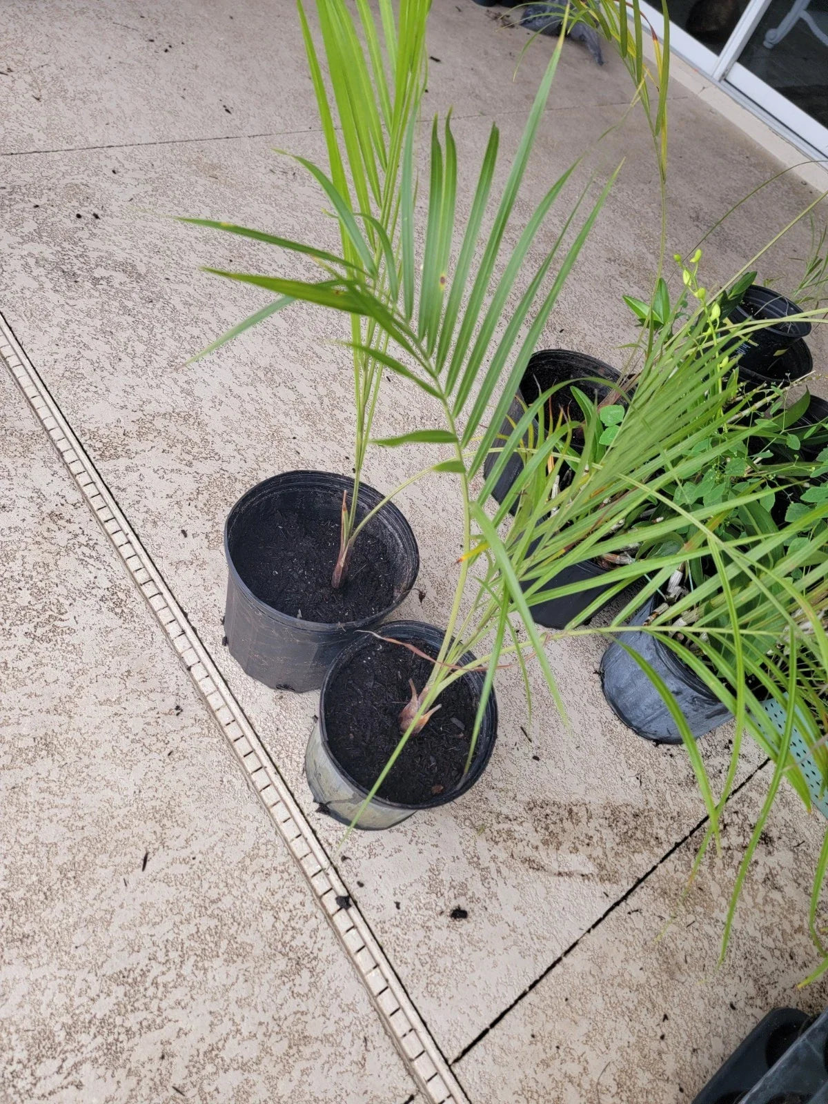 Triangle Palm Trees - 2 Pack Bare Root - Dypsis decaryi - Tropical Indoor/Outdoor Plants with Unique Triangular Stems
