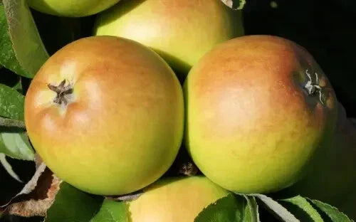 Sturmer Pippin Apple Seeds – 25+ Organic Seeds for Gardening – Malus domestica – USA Grown, Non-GMO, Easy to Grow
