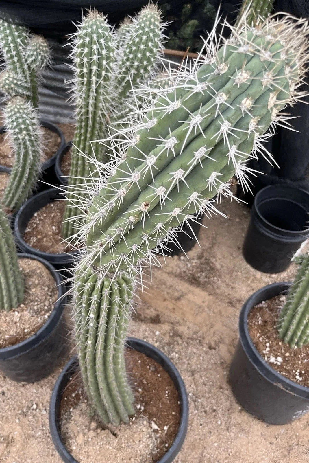 Argentinian Saguaro Cutting Live Plant 38” Thick Stetsonia Coryne XL Spines Cactus for Indoor Outdoor Decor