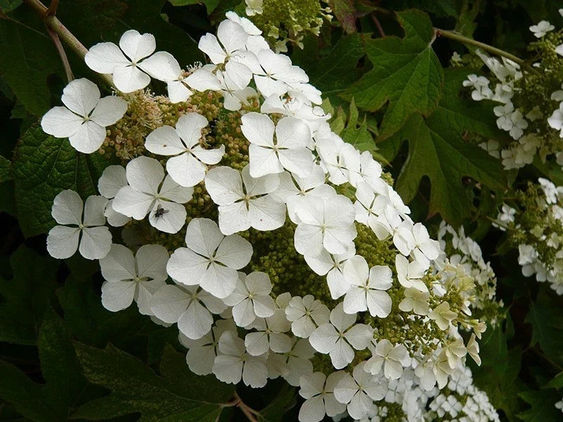 Hydrangea Plants - 5 Rooted Oakleaf 'Snow Queen' Shrubs - Hydrangea quercifolia - Native Perennial with White Blooms