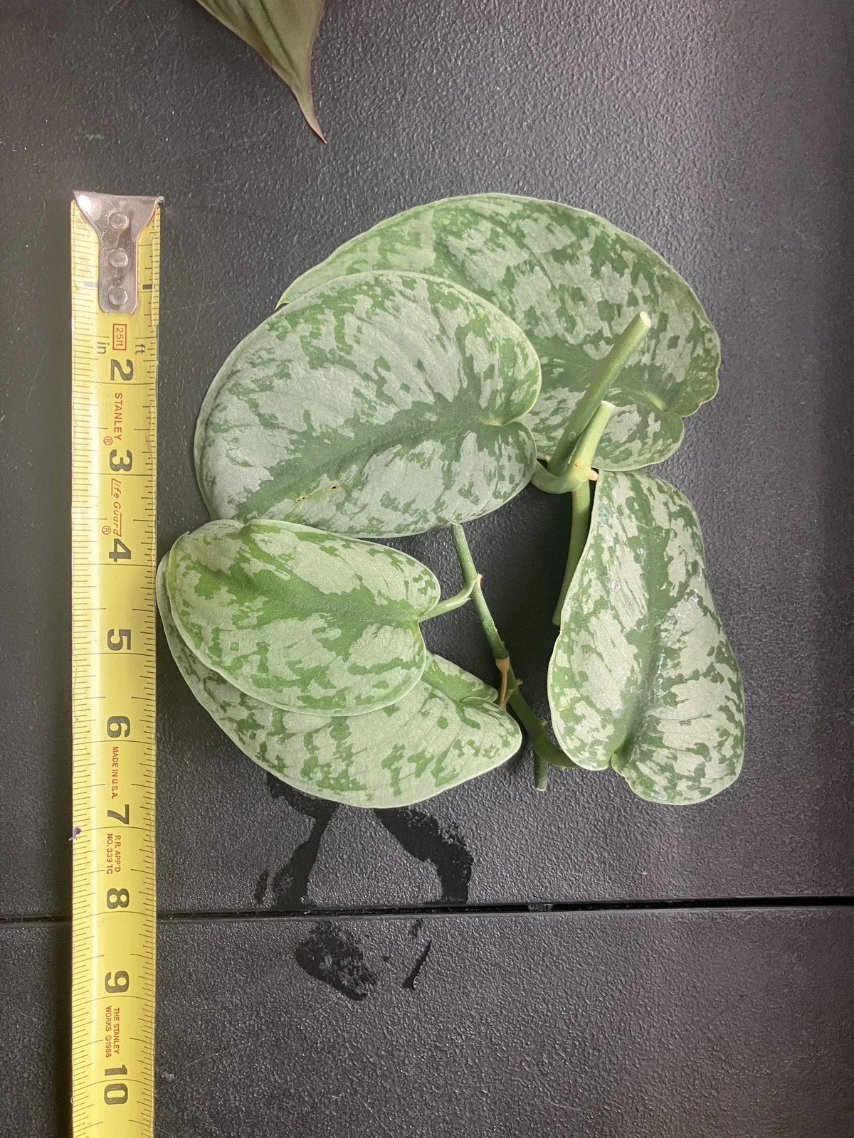 Scindapsus Pictus 'Exotica' Cuttings - 6 Healthy Vining Aroid Plants, Rare Indoor Houseplant, Easy Care, Satin Pothos