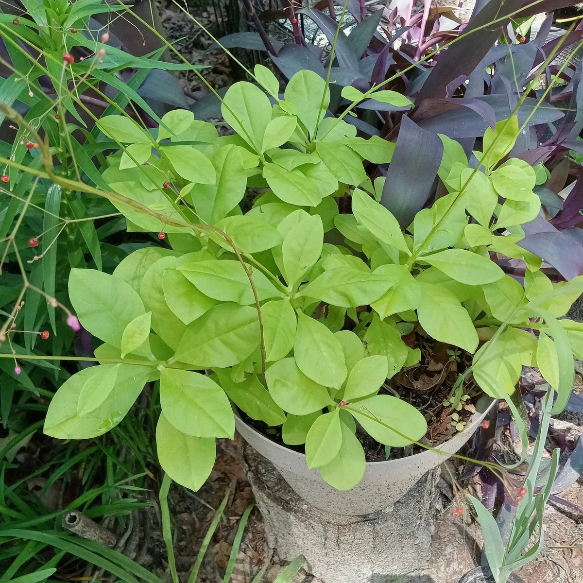 Talinum Paniculatum Jewels of Opar - 3 Live Well-Rooted Plants - Easy Care Perennial Ground Cover for Gardens