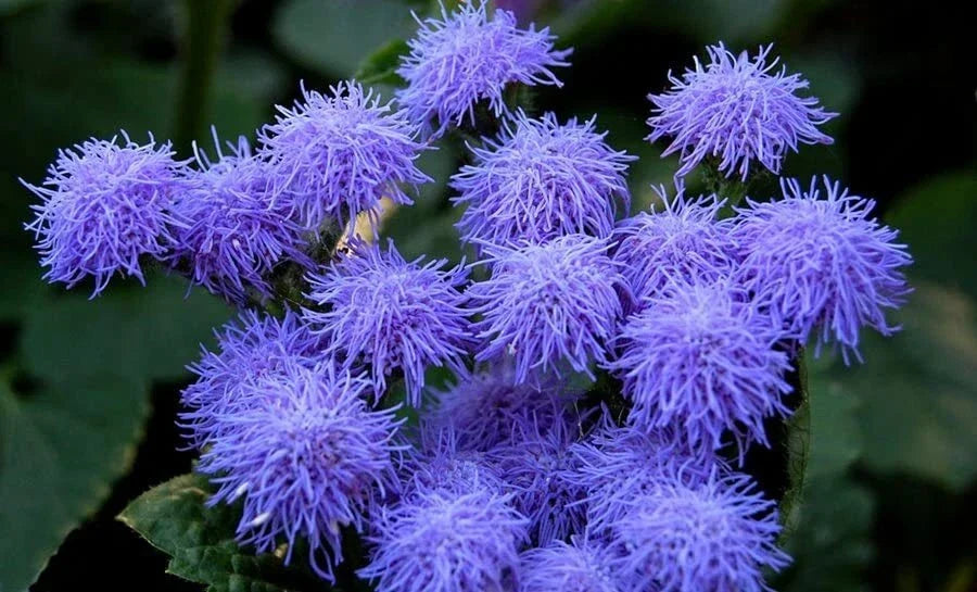 Blue Mink Flossflower Seeds 500 Seeds Ageratum houstonianum Annual Blue Flower Seeds for Planting