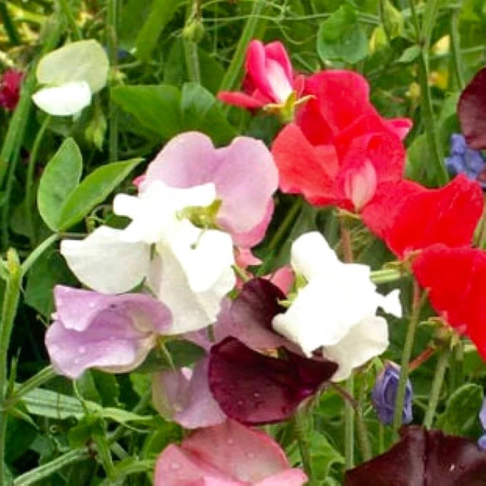 Royal Mix Sweet Pea Seeds | NON-GMO Heirloom | Lathyrus odoratus | Colorful & Fragrant Garden Seeds for Vertical Gardening