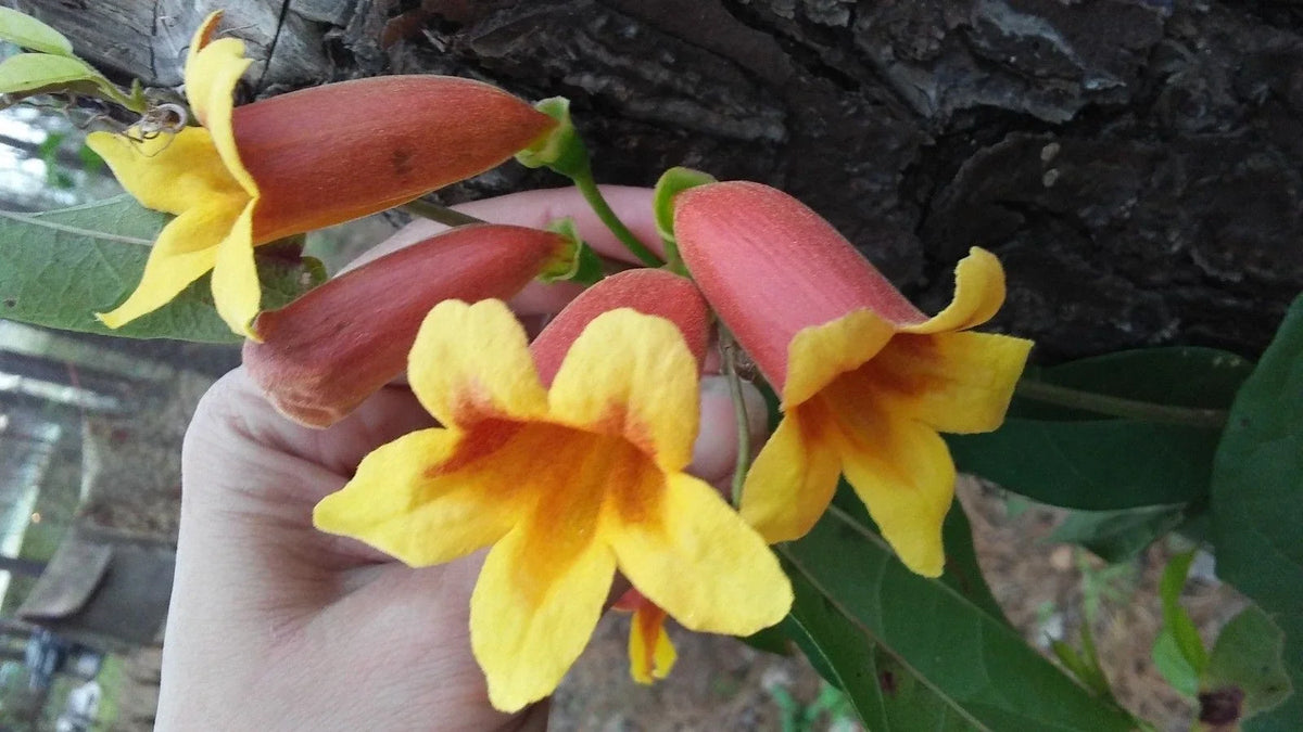 Cross Vine Plants 2-Pack, Tangerine Beauty, Yellow Red-Orange Trumpet Flowers, Bignonia Capreolata, Hummingbird Attractant