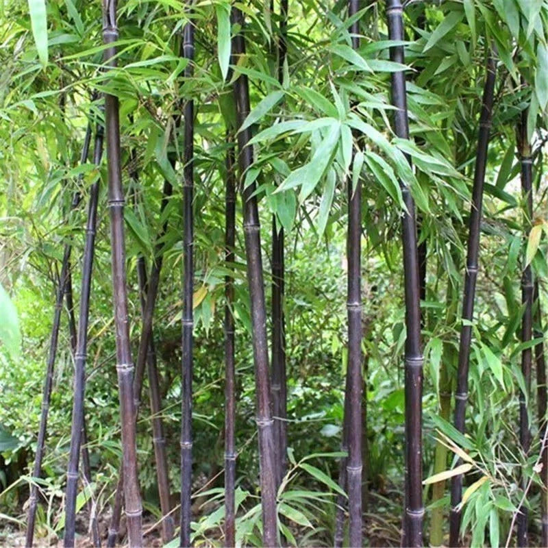 Black Bamboo Seeds - 52+ Cold Resistant Variety - Phyllostachys nigra - Ideal for Garden Decoration and Privacy Screens