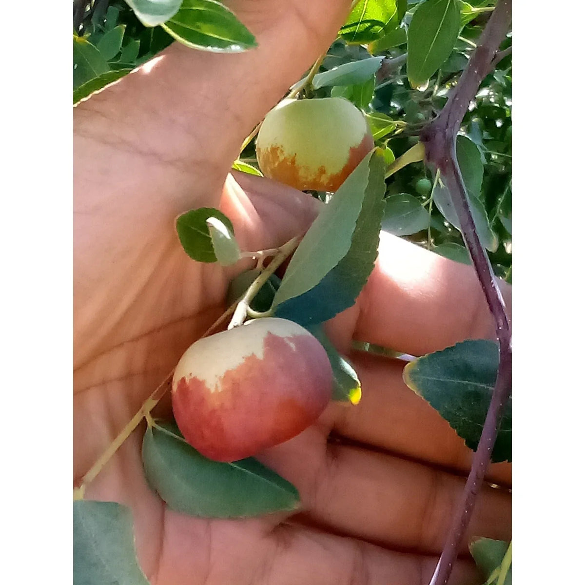 Chico Jujube Tree Cutting 8" Thin Scion Wood for Grafting - Ziziphus jujuba 'Chico' - High-Quality Propagation Cuttings