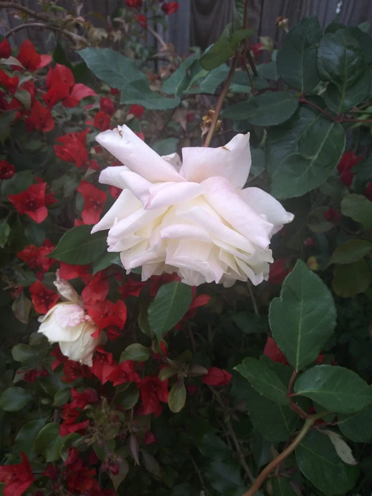 Multi Color Roses Fresh Cuttings 8" - Vibrant Floral Arrangement Rosa spp. - Same Plant Variety for Gardens & Bouquets