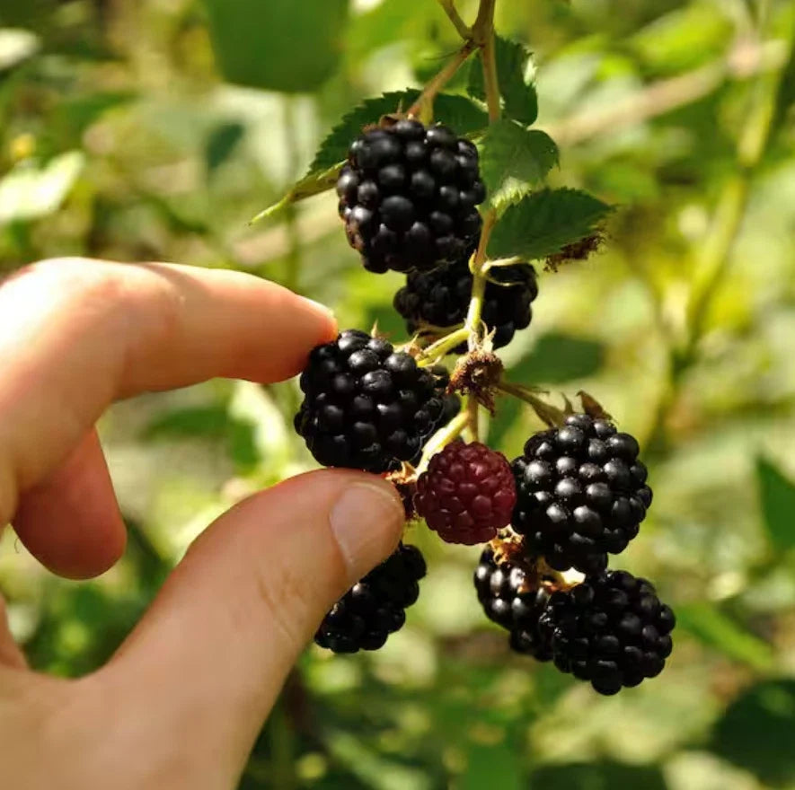 Set of 2 Live Ouachita Blackberry Plants – Soil-Wrapped Roots – Rubus fruticosus 'Ouachita' – High-Yielding, Thornless Variety