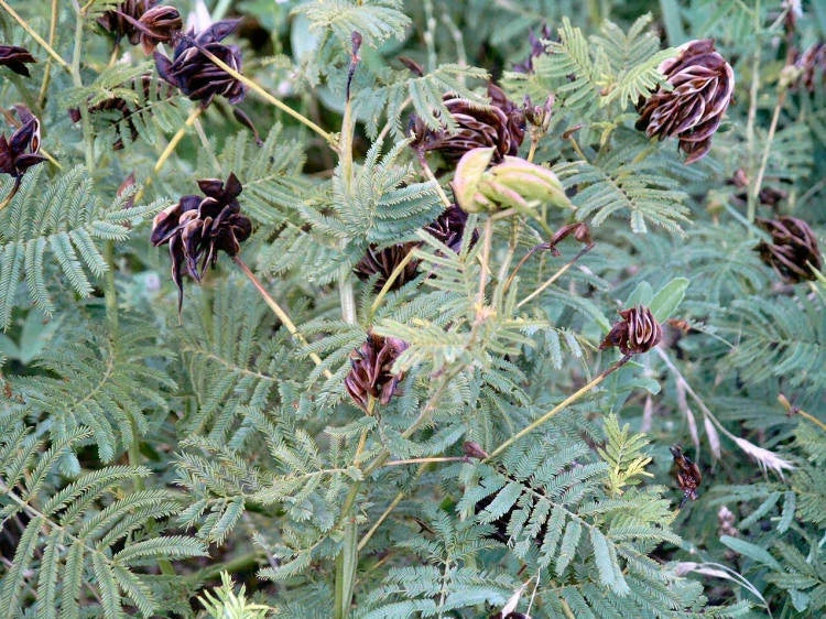 170 Seeds Illinois Bundleflower - Fern-Like Foliage - Desmanthus illinoensis - Native Plant Garden Seeds