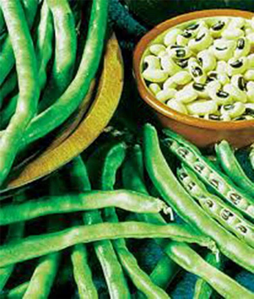 California Black Eye Peas Seeds - 100 Non-GMO Heirloom Seeds for Gardening (Vigna unguiculata) - Delicious & Nutritious