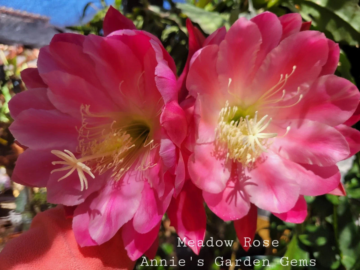 Epiphyllum Cuttings 8-10 Inches Meadow Rose Variety Epiphyllum hybrid Unrooted Cactus for Easy Propagation Indoor Outdoor