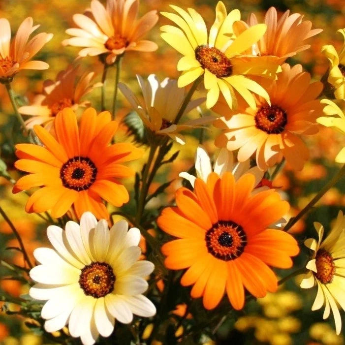 African Mix Daisy Seeds - 500+ Count - Colorful Cape Marigold - Arctotis spp. - Ideal for 2025 Planting, Garden Blooms
