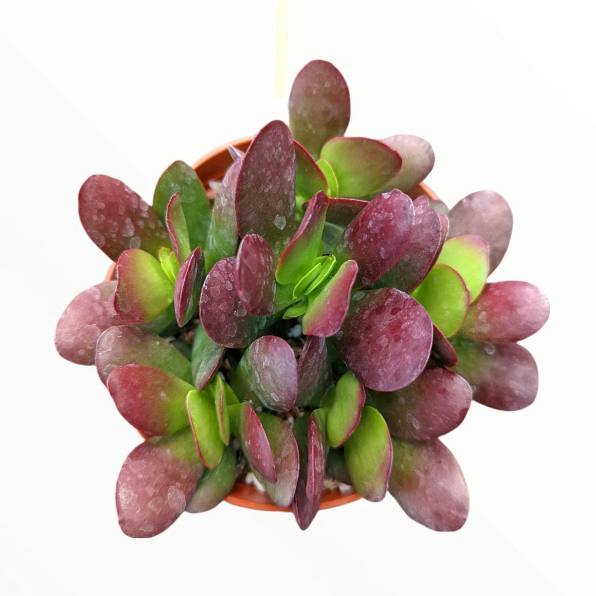 Crassula Clavata Succulent 4" Bare Root Plant - Deep Red Propeller Plant - Indoor Gardening - Drought-Tolerant, Easy Care