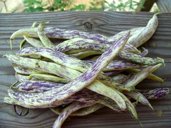 Dragon's Tongue Beans - 10 Heirloom Seeds, Large Cream Purple Pods, Non-GMO, Phaseolus vulgaris