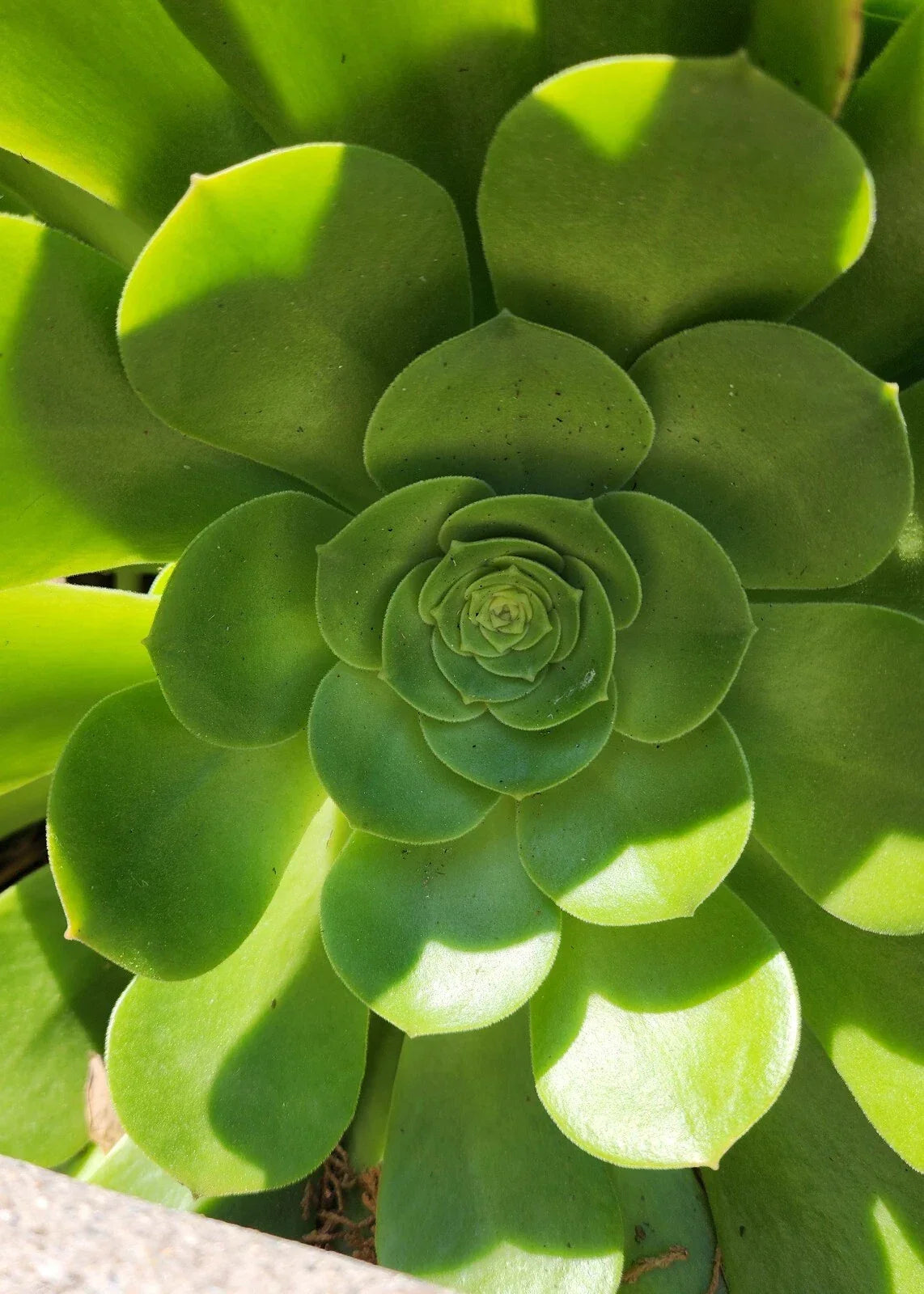 Aeonium Canariense Succulent Cutting 5"-6" Green Rosette - Indoor Houseplant, Drought-Tolerant Decor, Easy Care