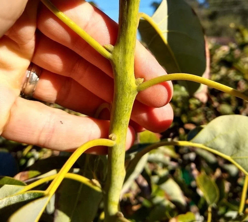 Fresh Avocado Scions Cuttings - 5 Pack Hass Variety - Persea americana - Grown in Fallbrook for Grafting and Propagation
