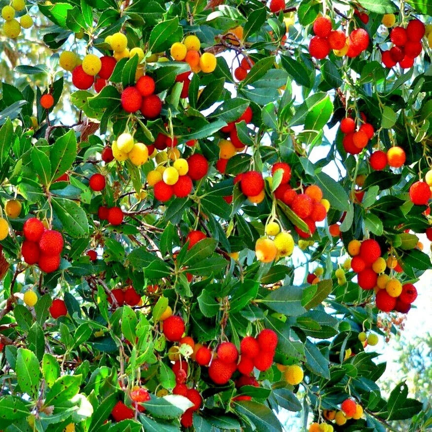 Strawberry Tree Seeds - Irish Killarney Variety - Arbutus Unedo - Rare Edible Fruit Plant Seeds for Garden