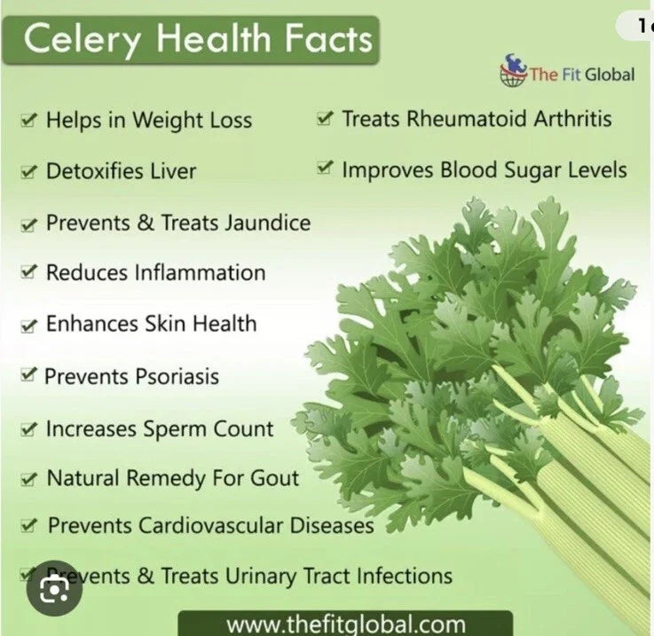 Tall Utah Celery Seeds - 1500+ Non-GMO Open Pollinated Seeds - Apium graveolens - Perfect for Home Gardening and Culinary Use